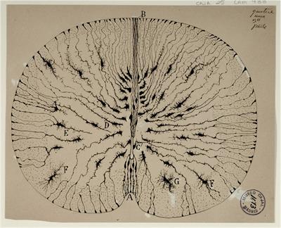 Radial glia and radial glia-like cells: Their role in neurogenesis and regeneration